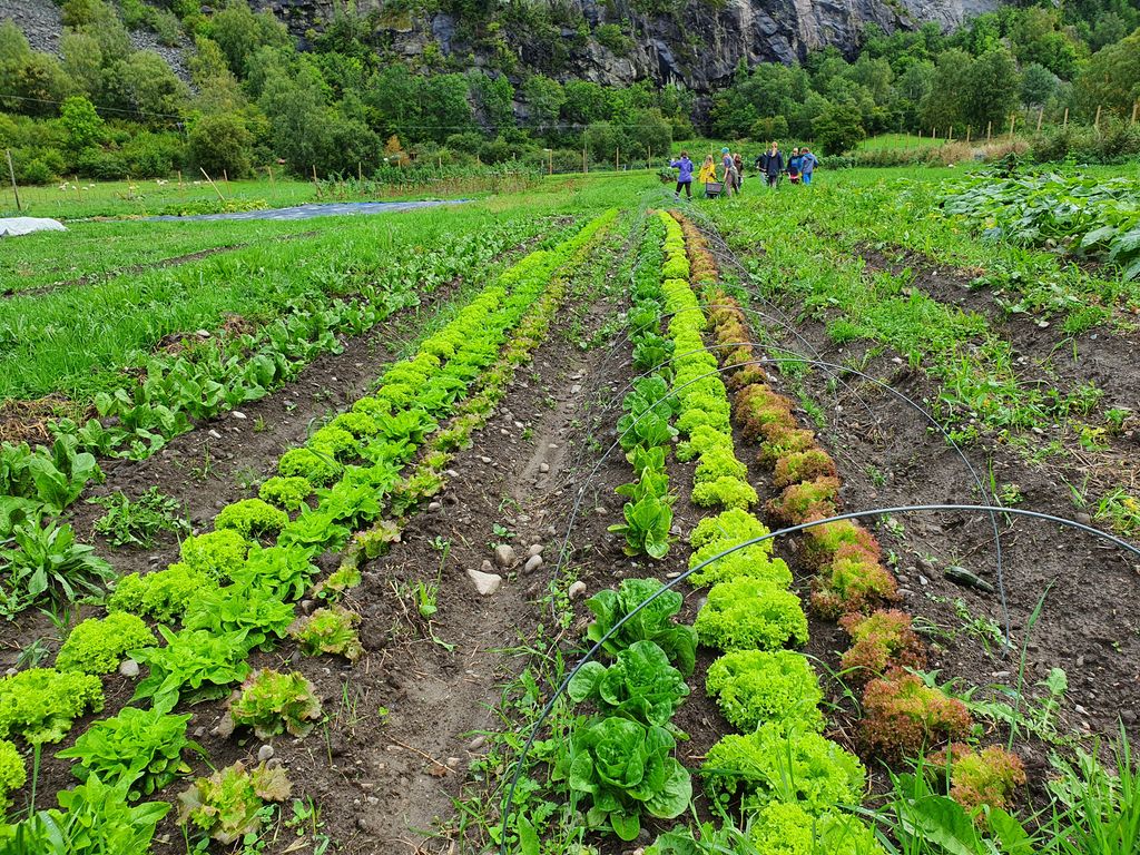 Rader med grønnsaker med forsenkning i jorda mellom radene. Foto.