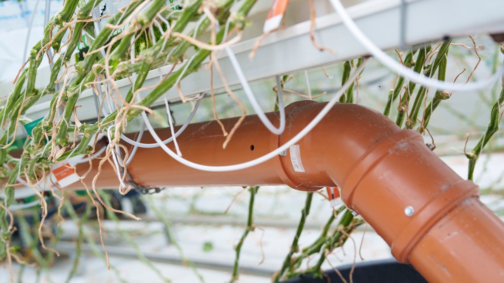 Oransje, tjukt rør med små hull som ligger under planter. Foto.