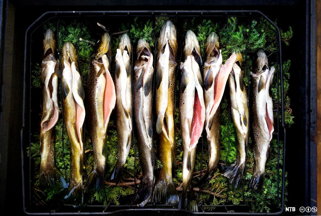Fisk som ligg på einer, klar til røyking. Foto