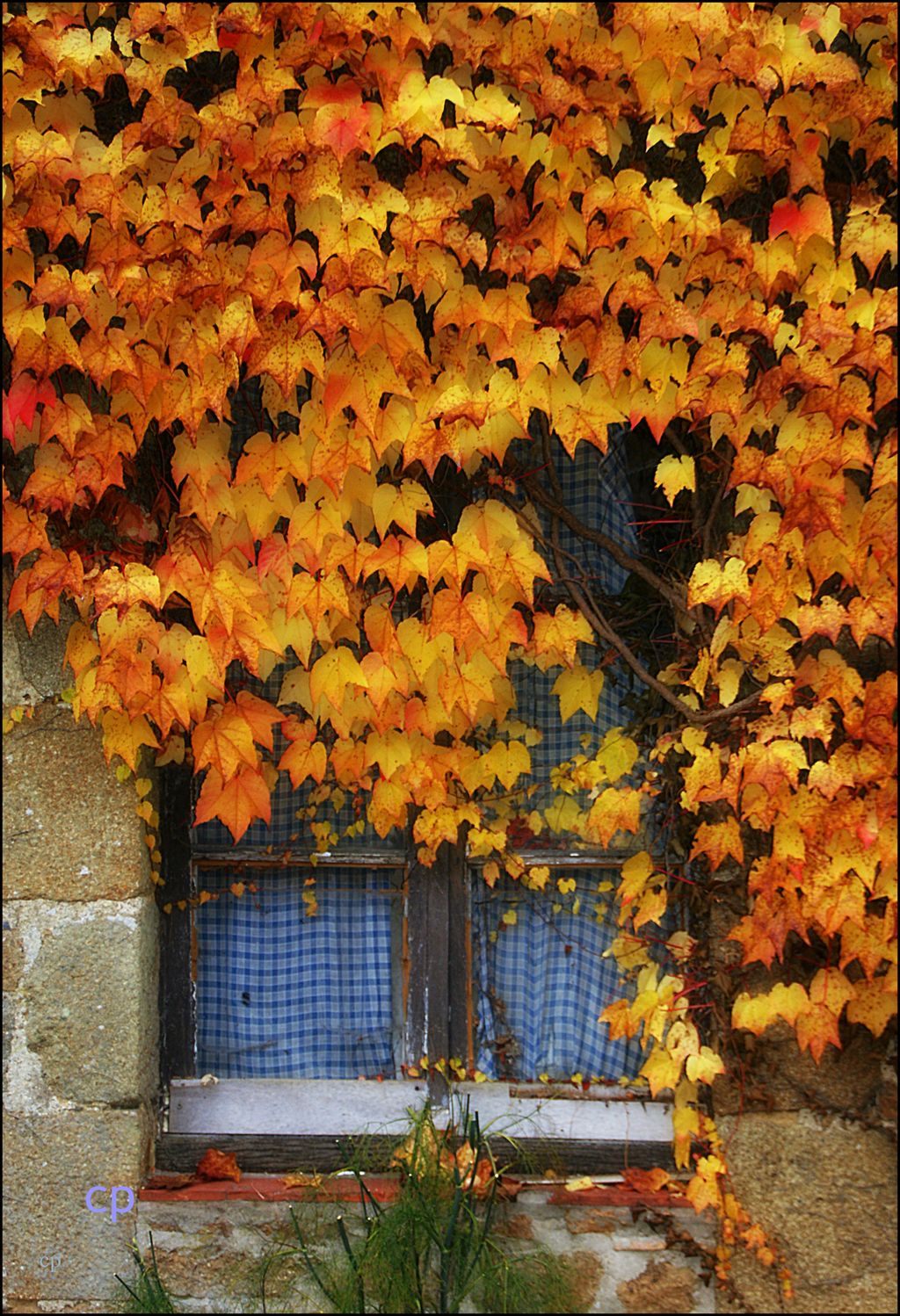 A window almost covered in yellow and red maple leaves. Photo.
