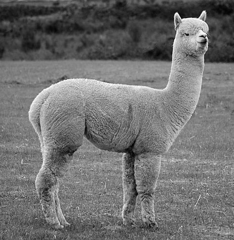 En alpakka på beite. Foto.