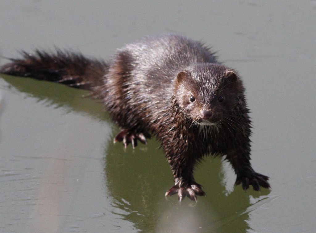 Mink står på tynn is. Foto.