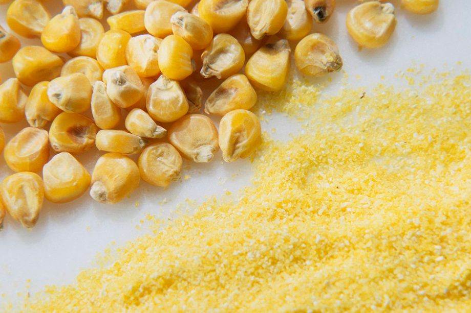 Nærbilde av maiskorn og gule melkorn på hvit bakgrunn. Foto.