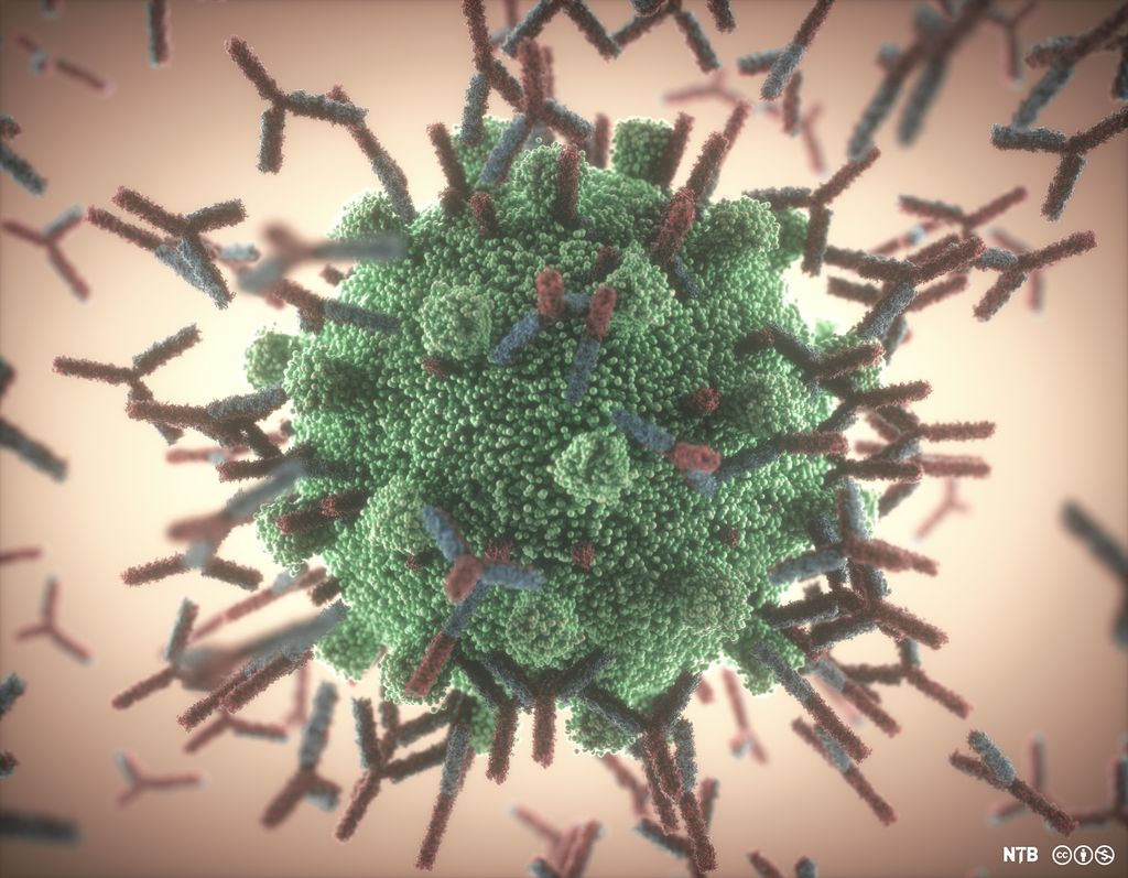 Røde antistoffer i store mengder binder seg til proteinene som stikker ut på covid-19-viruset. Illustrasjon.