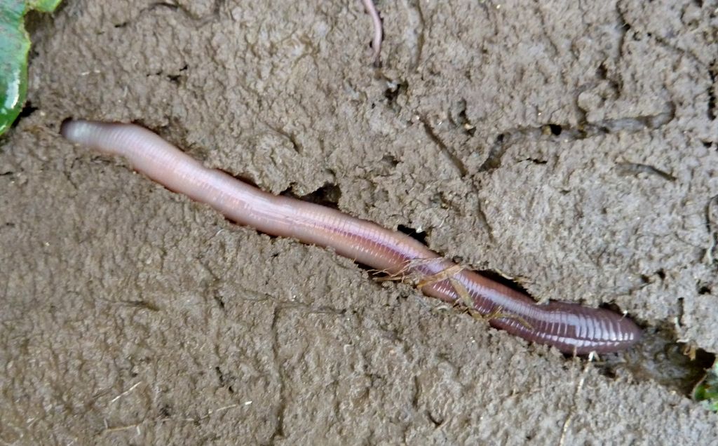 Meitemark i jord. Foto.