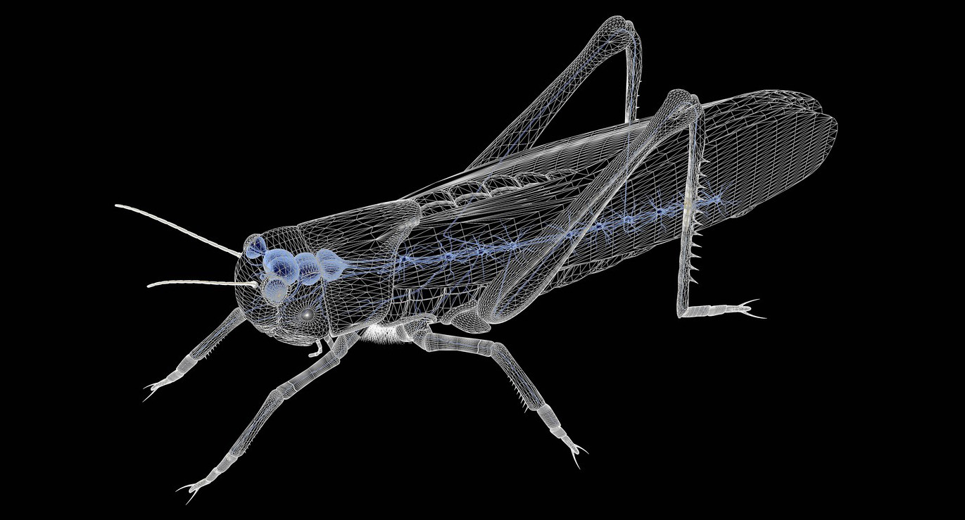 Gjennomsiktig insekt med synlig nervesystem. Tegning.