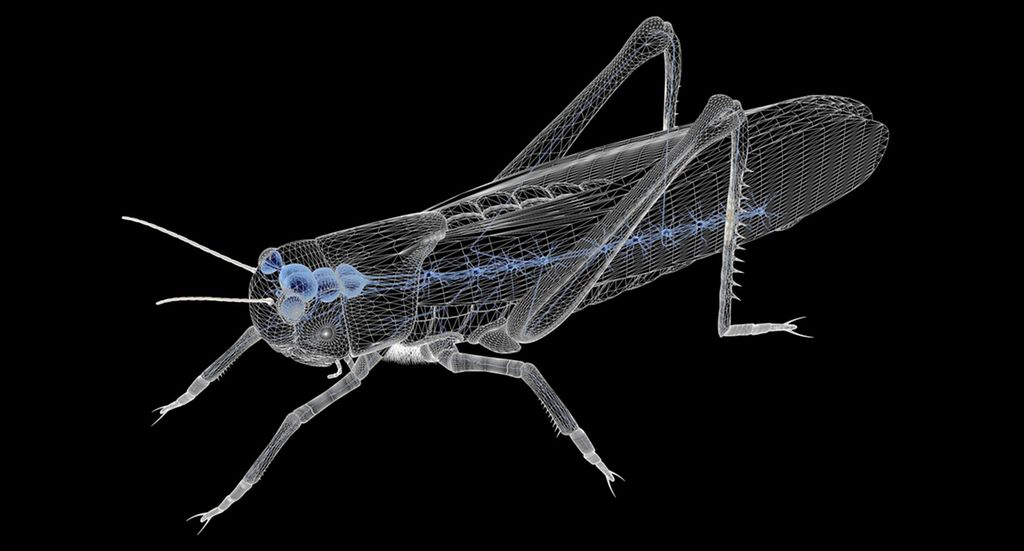 Gjennomsiktig insekt med synlig nervesystem. Tegning.