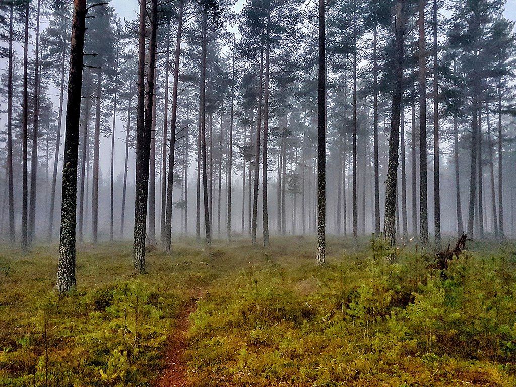 Furuskog i tåke. Foto.