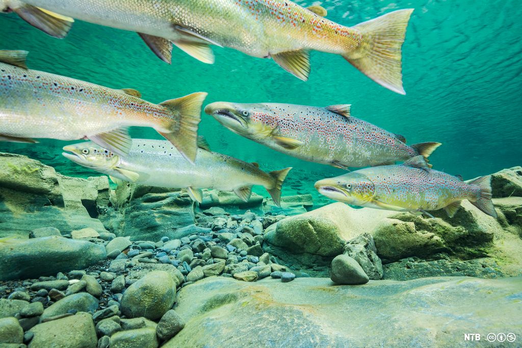 Fem lakser som svømmer mot venstre i vannet rett over en steindekket bunn. Foto.