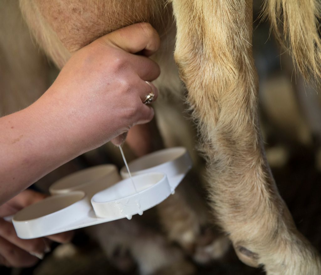 Ei hand holder et plastbrett med fire runde rom, mens den andre handa mjølker ut en stråle fra geitas jur i det ene rommet. Foto.