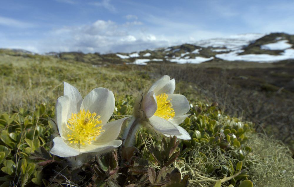Plante med store, hvite blomster og kort stilk vokser i fjellandskap. Foto.