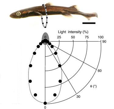 Fisk danner motlys for å bli usynlig. Figur.