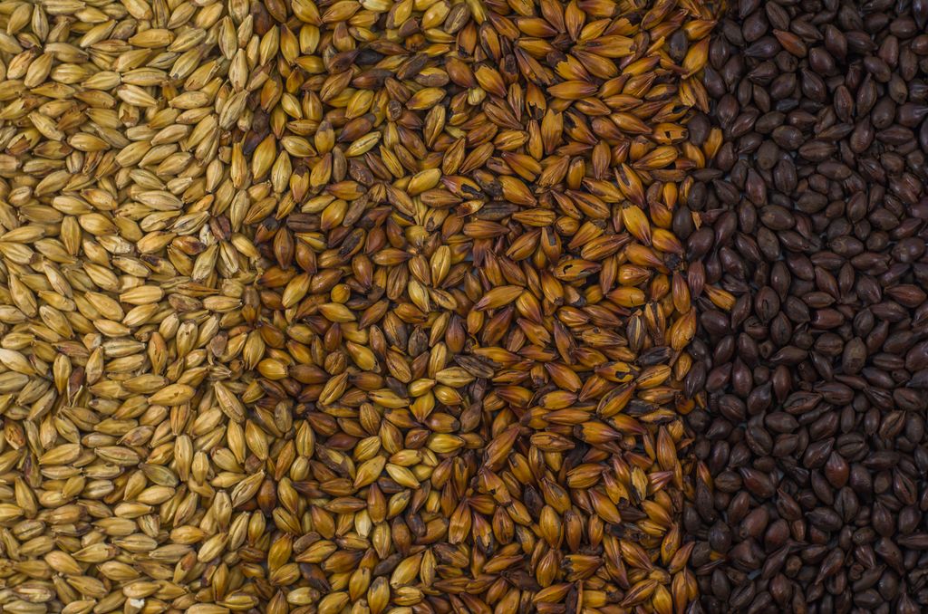 Malt i fire forskjellige farger, fra lyst til mørkt. Foto.