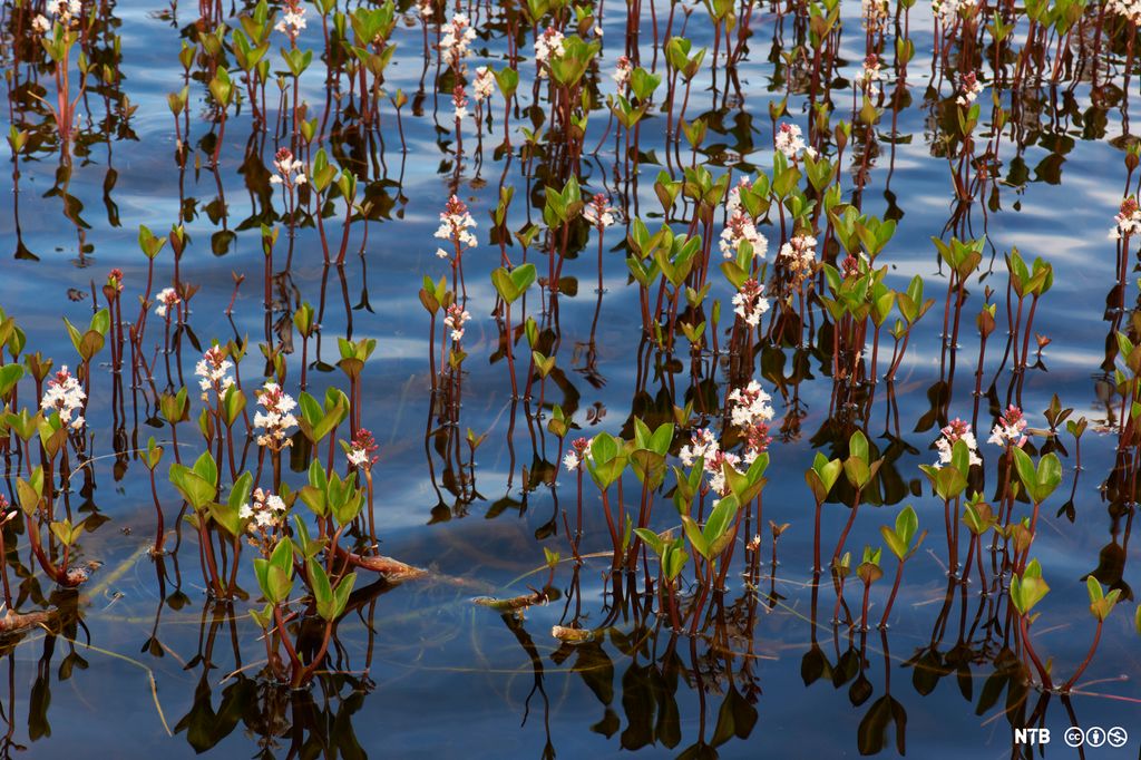 Bukkeblad. *Menyanthes trifoliata*. Foto.