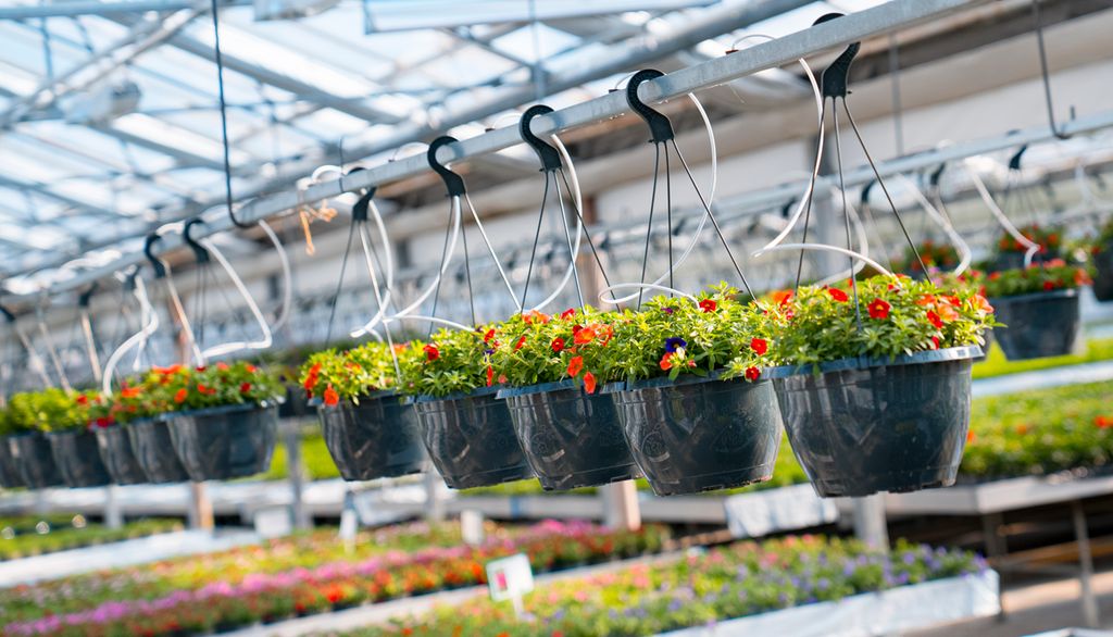 Hengende blomsterampler med en kvit, tynn slange som går ned i hver ampel. Foto.