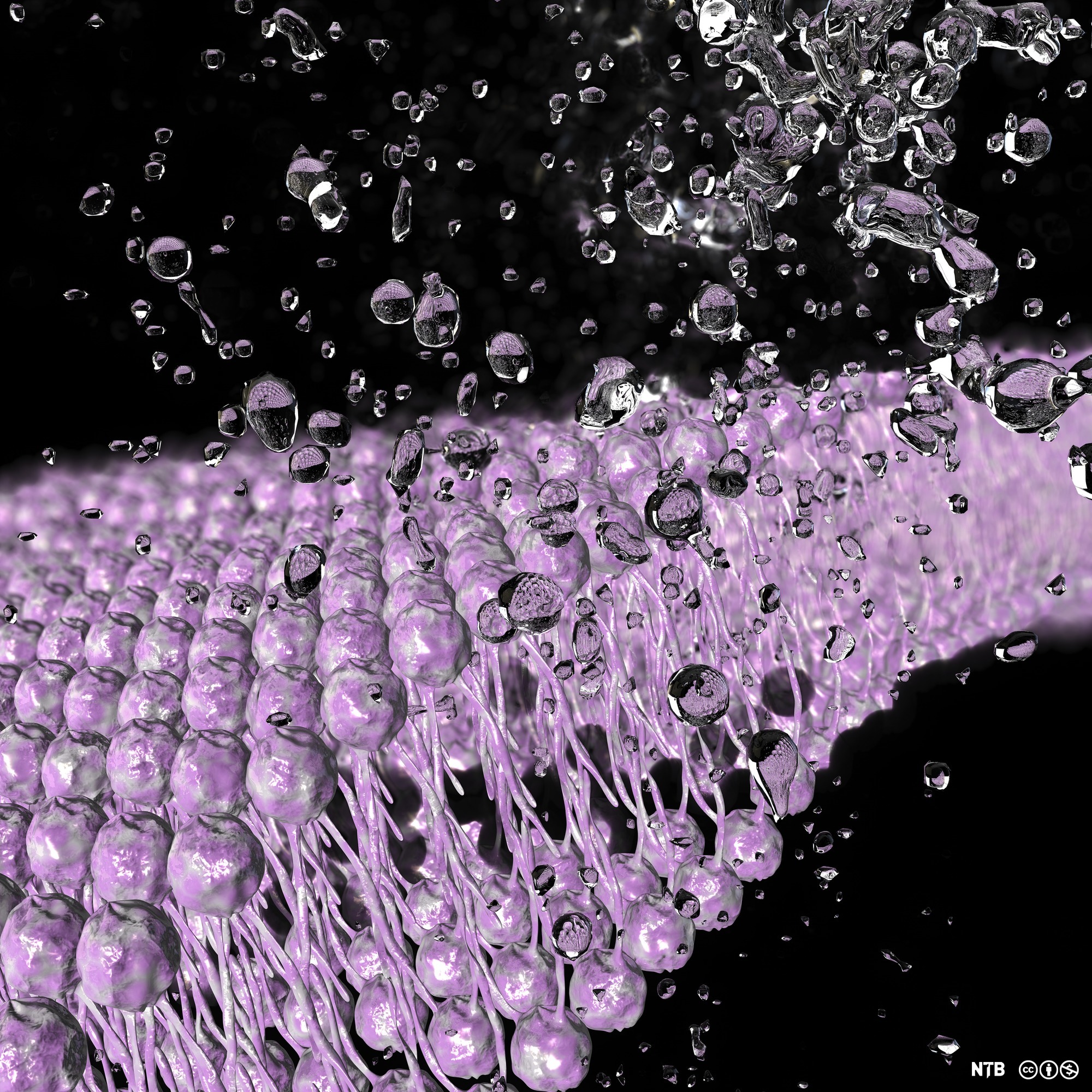 Vanndråper på en cellemembran. Illustrasjon. 