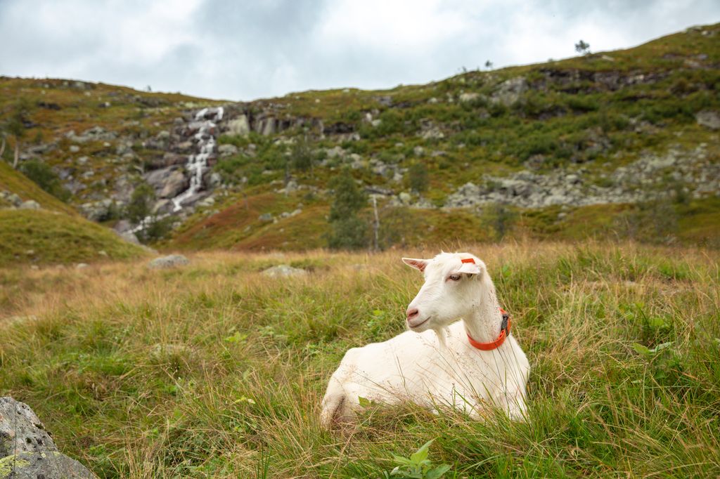 Ei kvit geit ligger i beitegras. Det kommer en bekk ned fra fjellet i bakgrunnen. Foto.