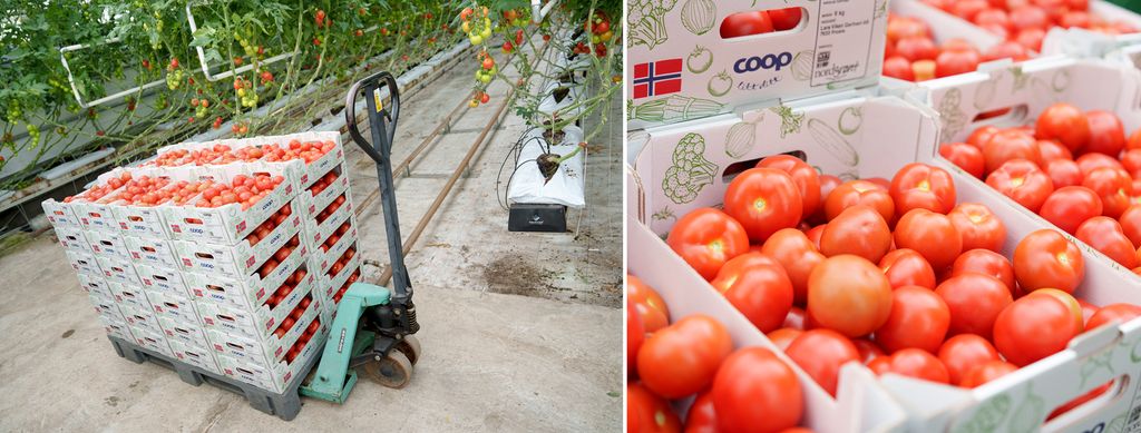 En pall med kasser fylt med tomater og et nærbilde av ei fylt tomatkasse. Foto.
