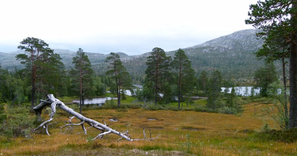 Landskap med myr i fjellet. Foto.