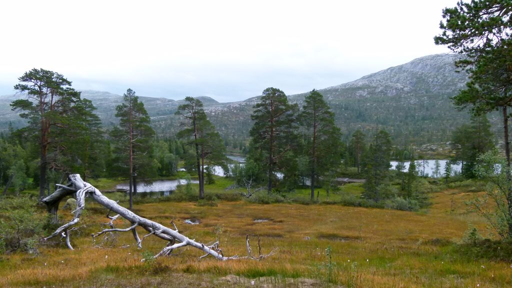 Landskap med myr i fjellet. Foto.