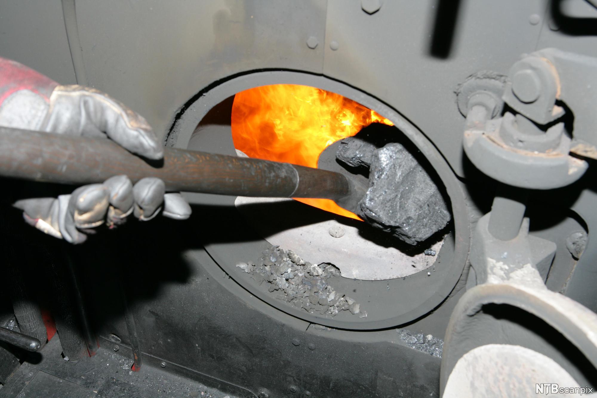 Kull blir lastet inn i en ovn med en spade. Foto.