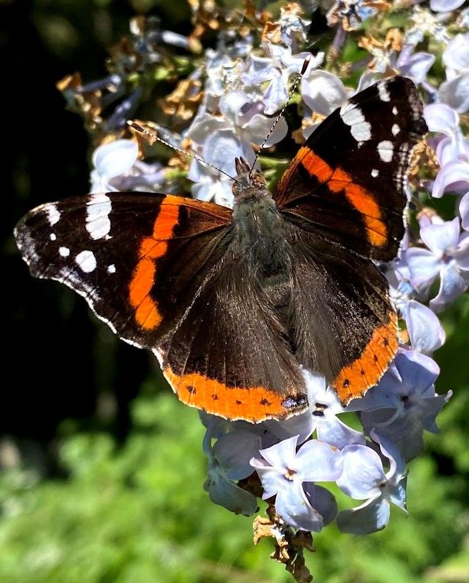 Svart sommerfugl med kvite og oransje tegninger sitter på en syrinblomst. Foto.