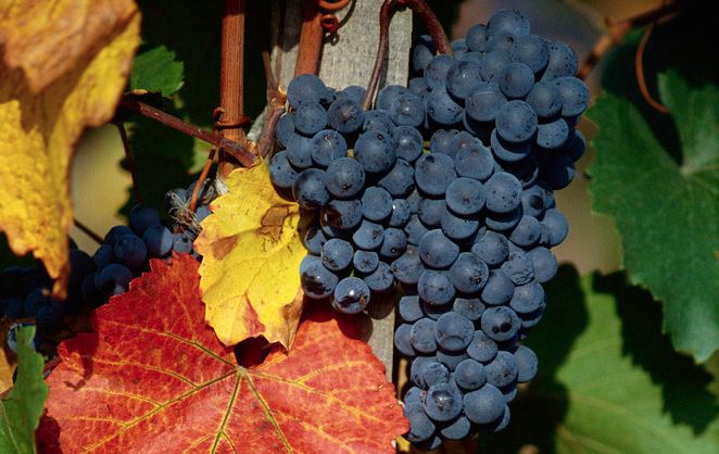 Druer på vinstokk. Foto.