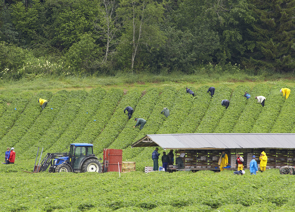 Jordbærplukkere i arbeid på jordbærmarker. En traktor og kasser med tak over er i forgrunnen. Foto.