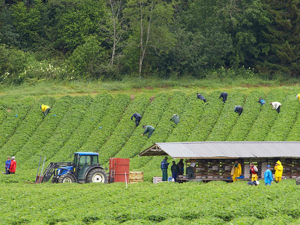 Jordbærplukkere i arbeid på jordbærmarker. En traktor og kasser med tak over er i forgrunnen. Foto.