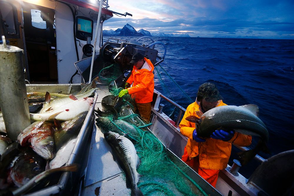 To fiskere bløgger skrei i en fiskebåt. Foto.