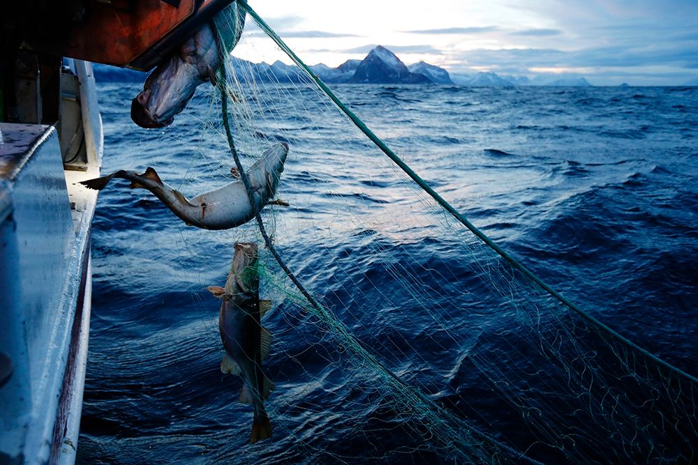 Garn med fisk trekkes opp av havet. Foto.