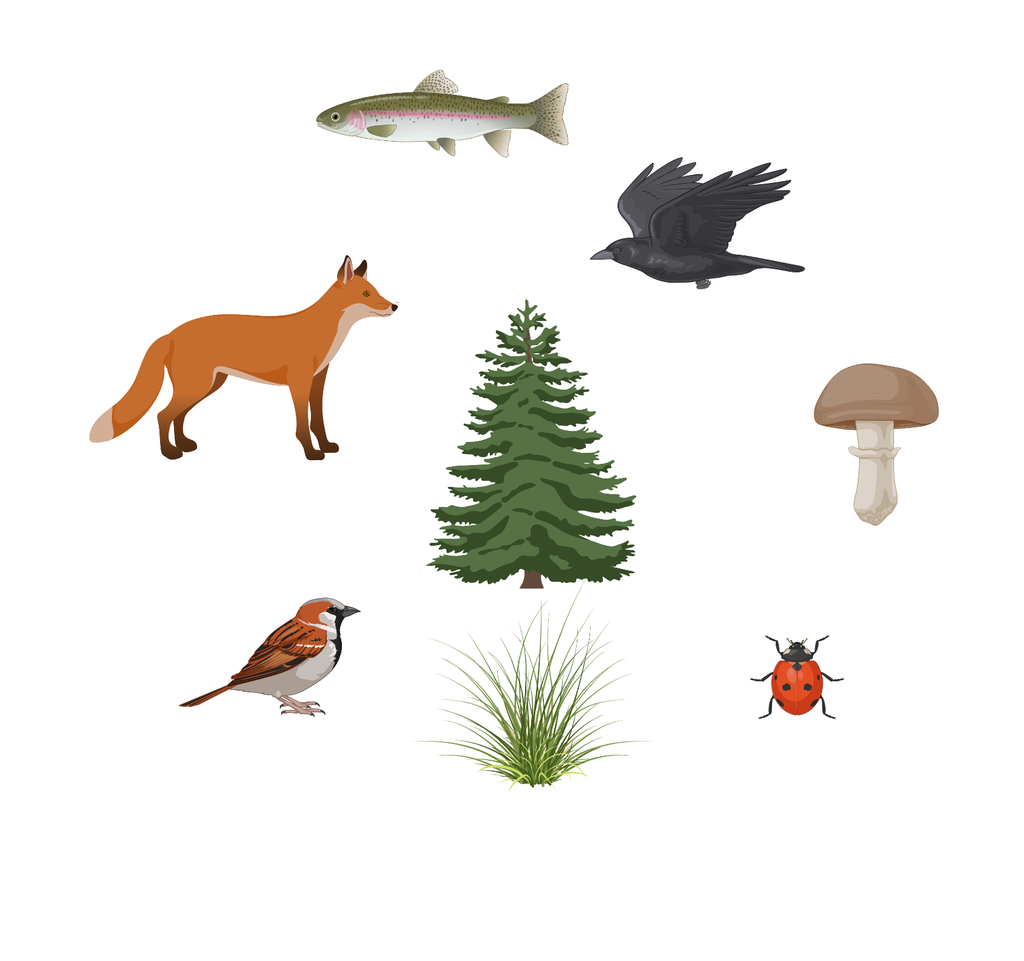 Fisk, rødrev, gråspurv, grantre, gresstue, marihøne, sopp og ravn. Illustrasjon.