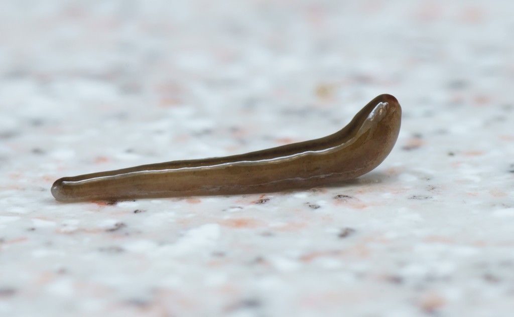 Foto av liten og glinsende mark