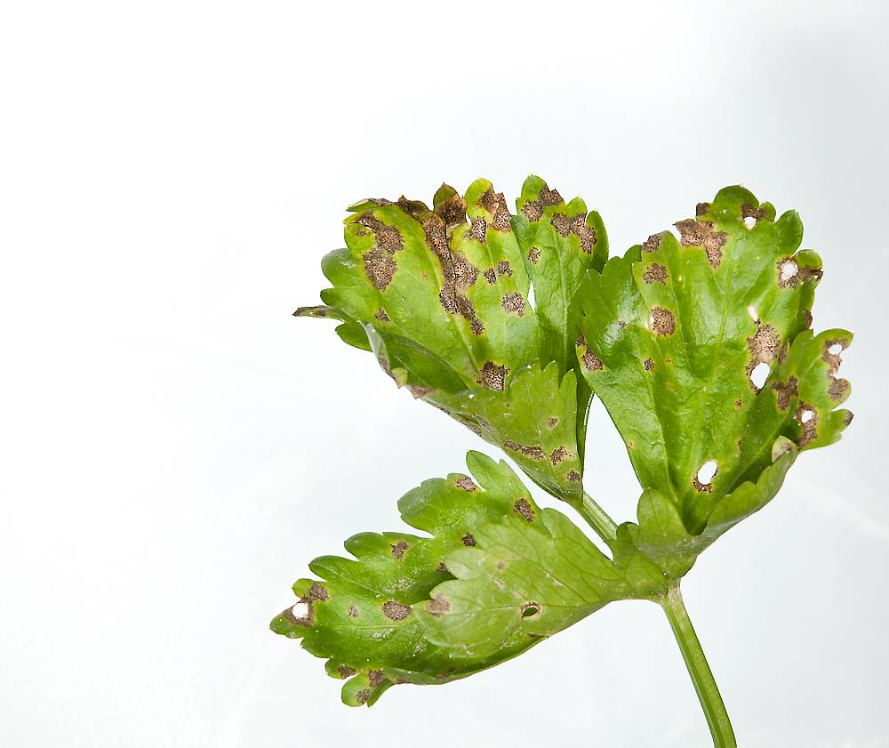 Grønn stilk med tre blader med brune, runde og hullete flekker. Foto.