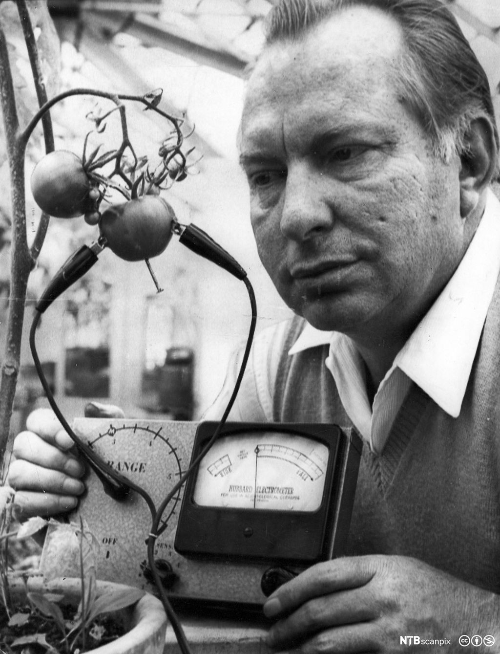 L. Ron Hubbard holder fram et apparat som er koplet til en tomatplante. Svart-hvitt-foto.