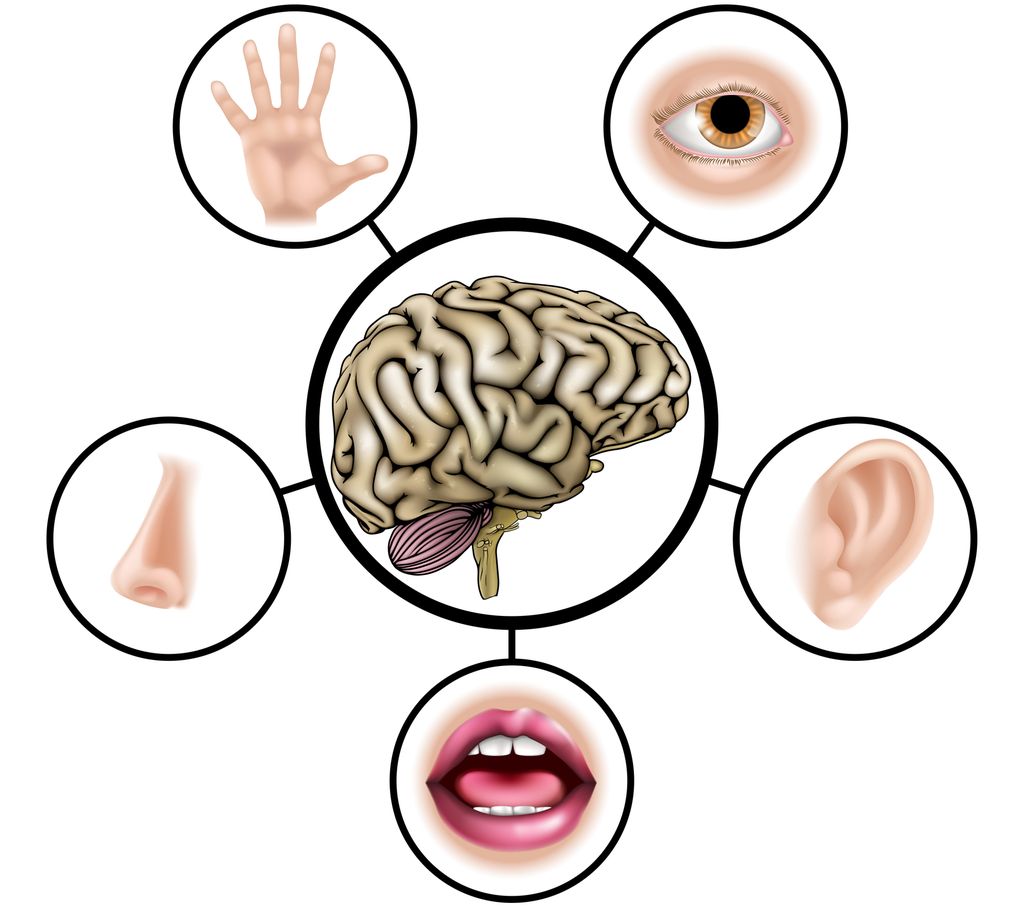 Teikning av hjerne med strekar ut til hand, auge, øyre, munn og nase. Illustrasjon.
