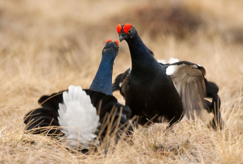 To orrhaner som slåss. Foto.