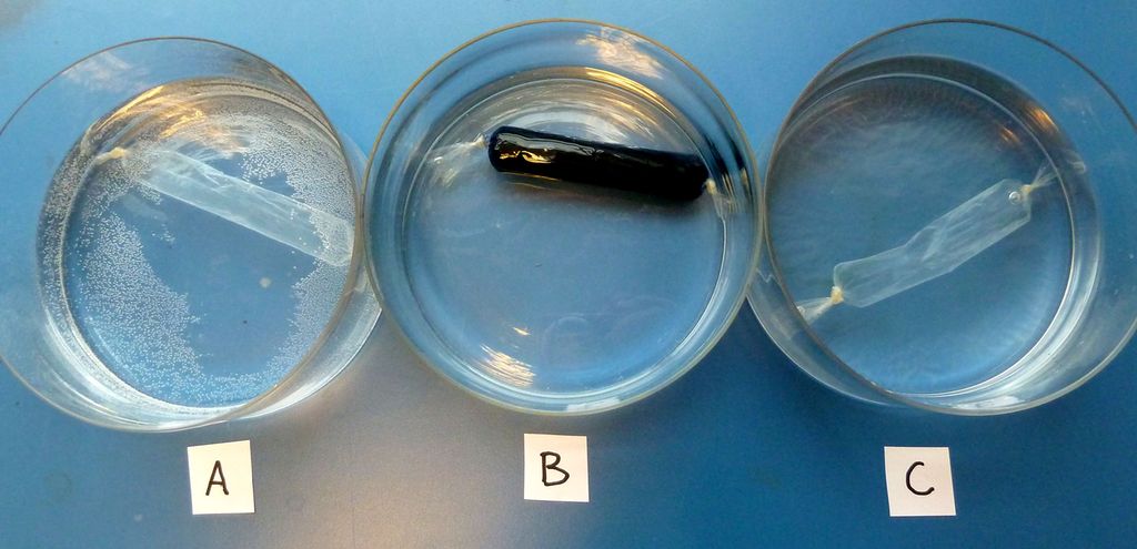 I tre skåler med blank væske merkte A, B og C er det lagt avklipte snabbar av ein tynn plastslange, som er knytte som pølser og fylte med vatn. I skål A er slangen full og blank. I skål B er slangen full, men væska i han er blitt svart. I skål C har vatnet trekt ut av slangen, som flyt som eit tomt skinn. Bilete.
