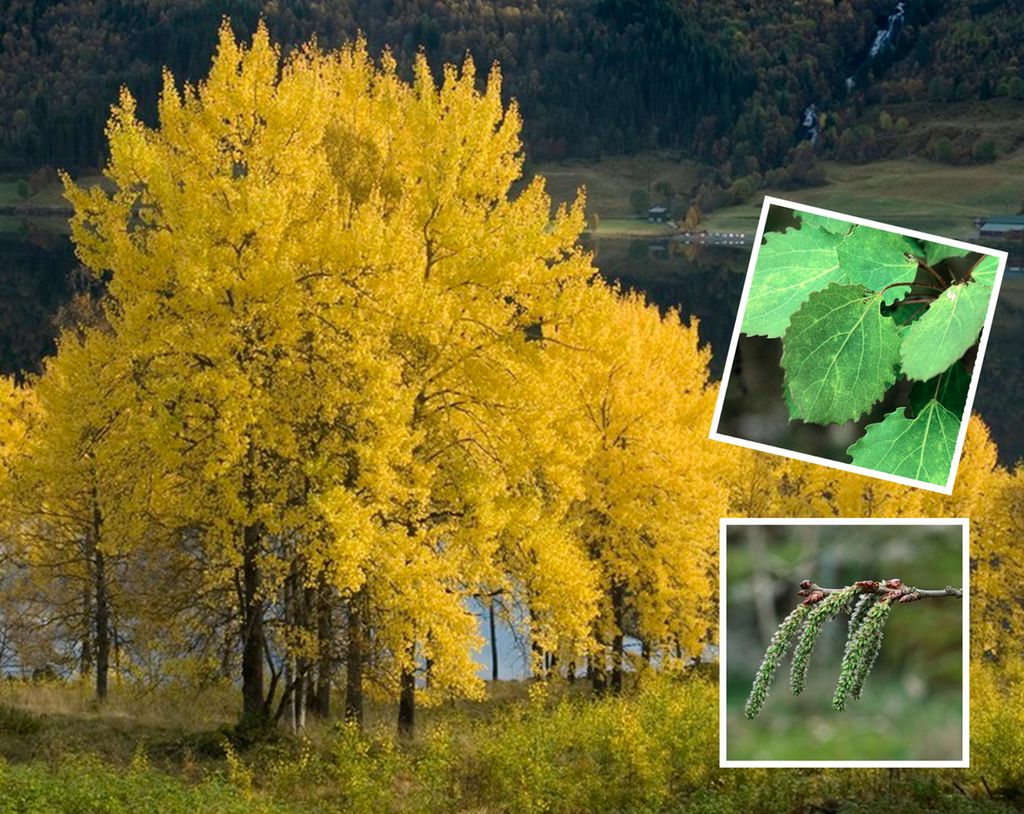Et bilde av osper i høstfarger og nærbilder av grønne blader og rakler. Foto.