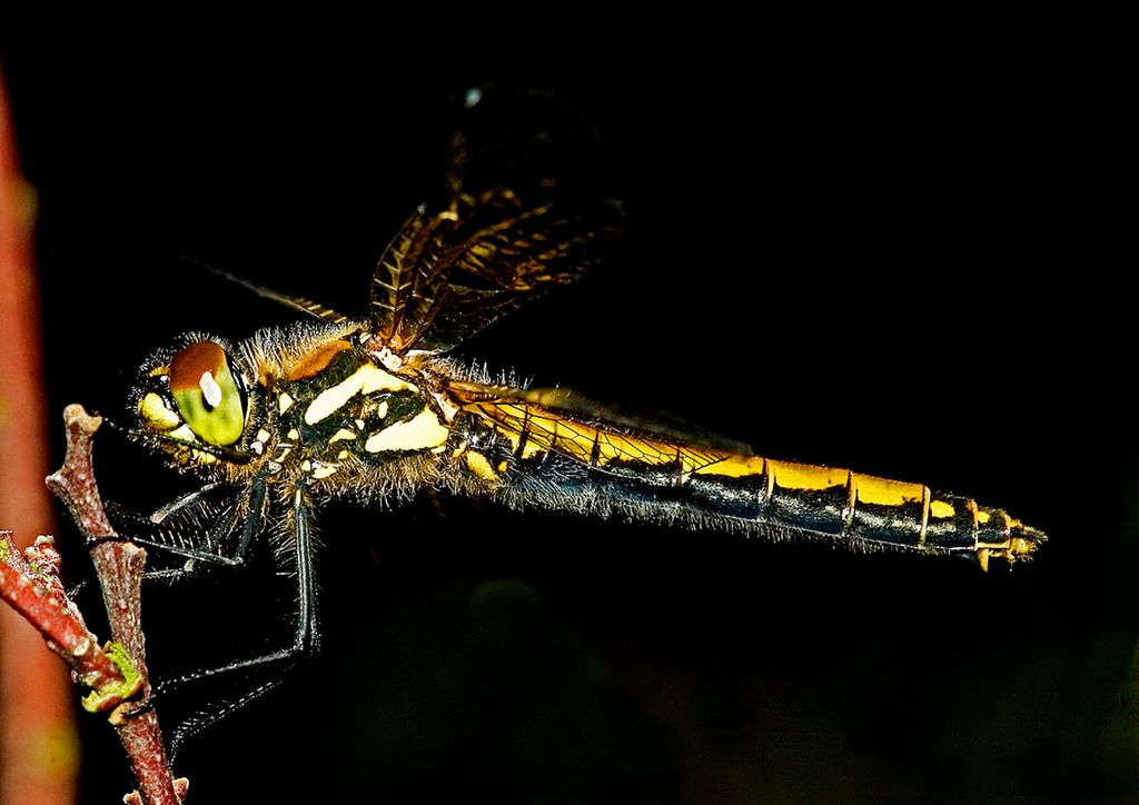 Nærbilde av et fargerikt insekt med lang kropp. Foto.