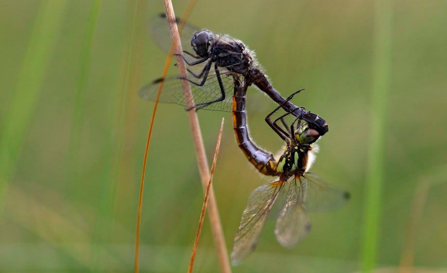 Øyenstikkere i paringshjul. Foto.