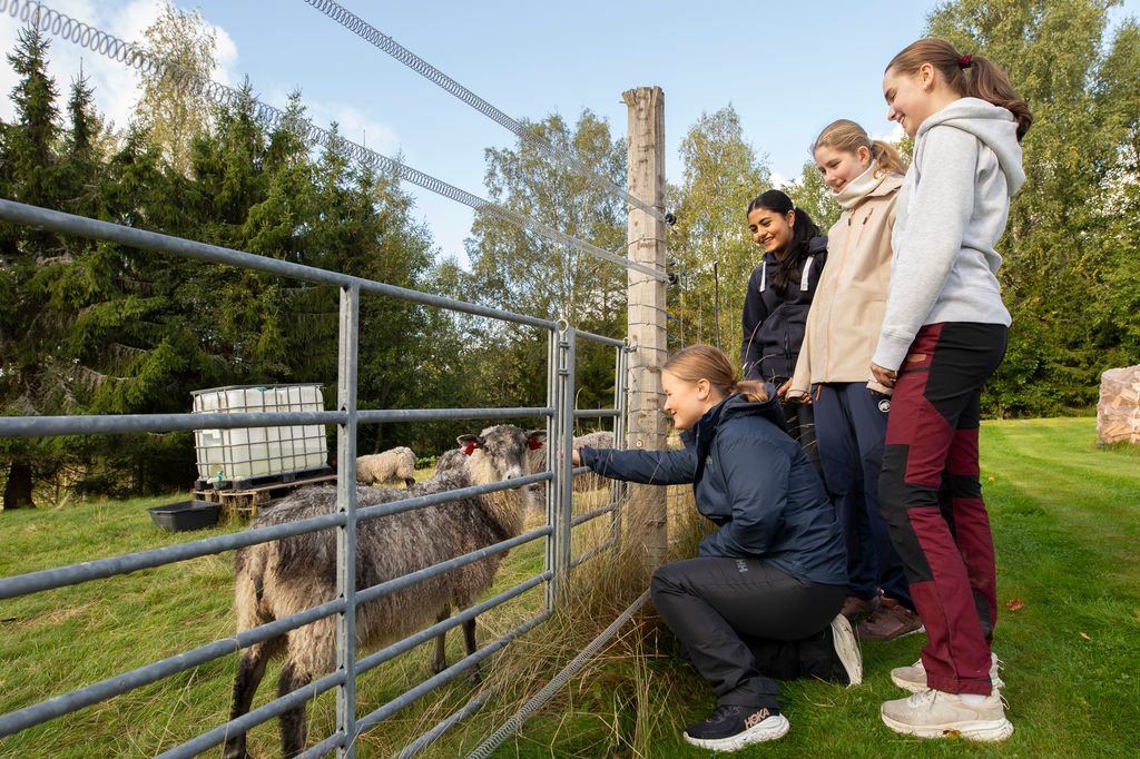 Fire ungdommer står ved et gjerde med en sau bak. Ute på marka er det flere sauer.  Foto.