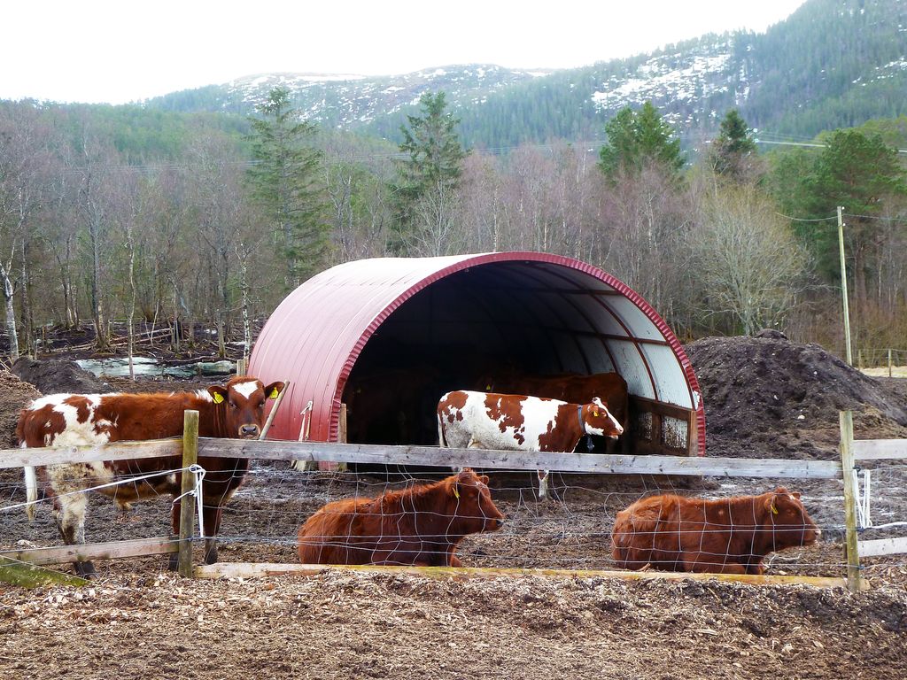 Storfe står og ligger ute ved en tunnel for ly. Det er nysnø i fjellsida i bakgrunnen. Foto