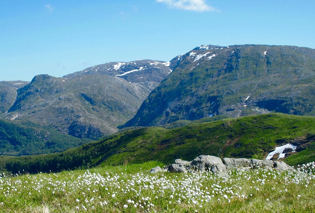 Myrull i fjellet. Foto.