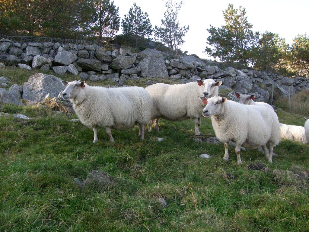 Fire rygjasauer foran et steingjerde. Foto.