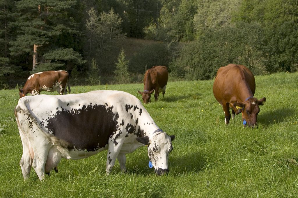 Fire kyr beiter i ei grønn eng. Foto.