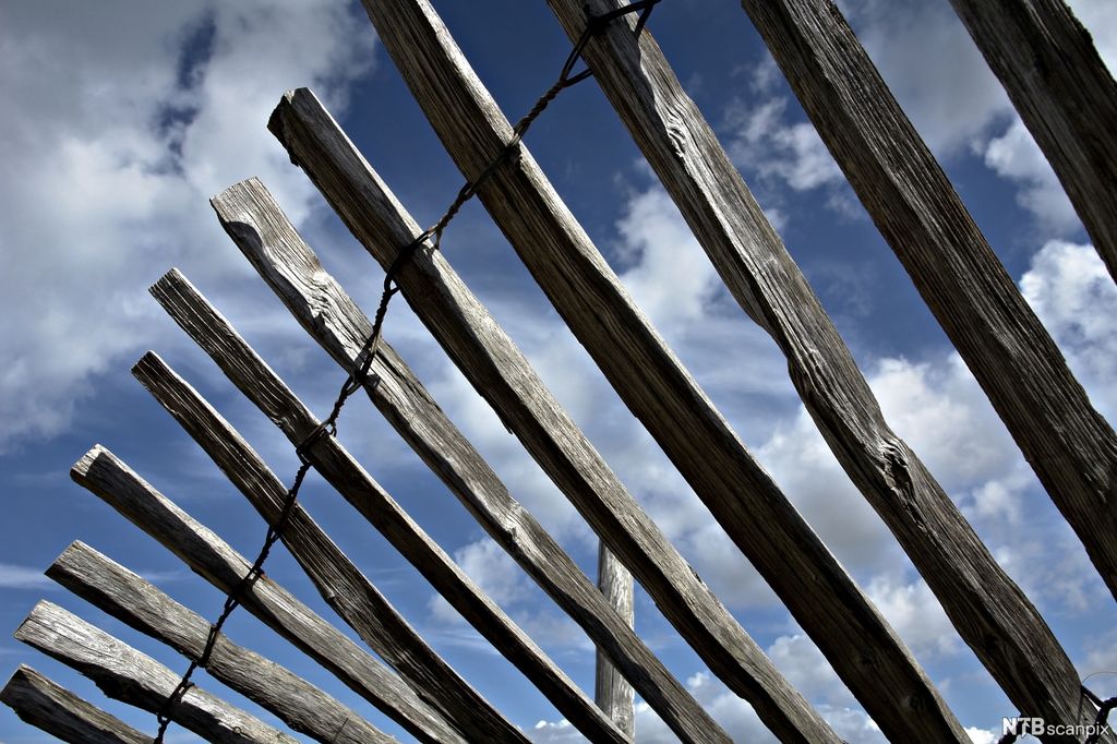 Gammelt, skeivt gjerde mot blå himmel. Foto. 