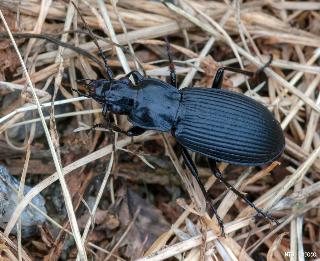 Nærbilde av en stor, svart bille i brunt gress. Foto.