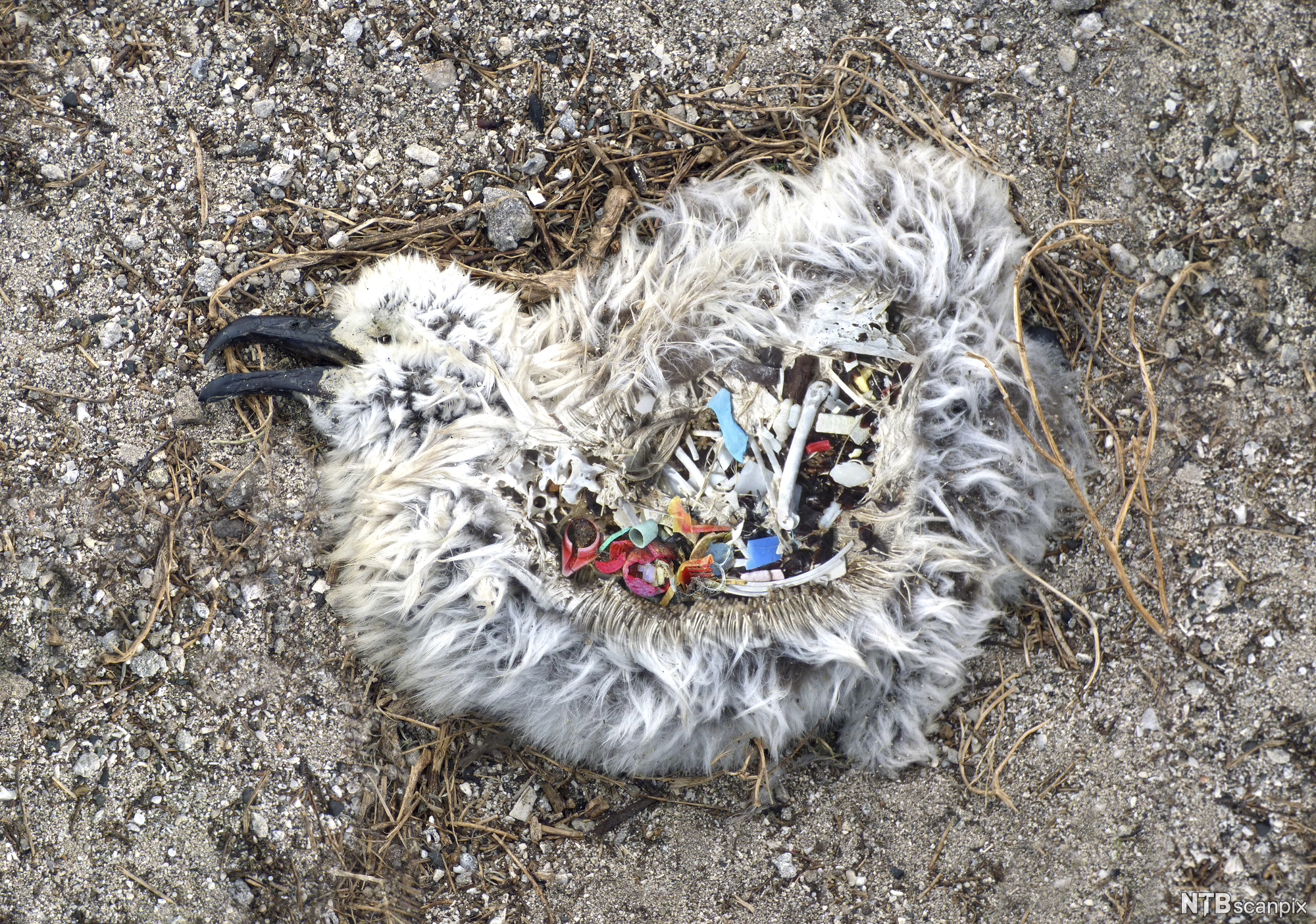 Død fugl med magen full av plast. Foto.