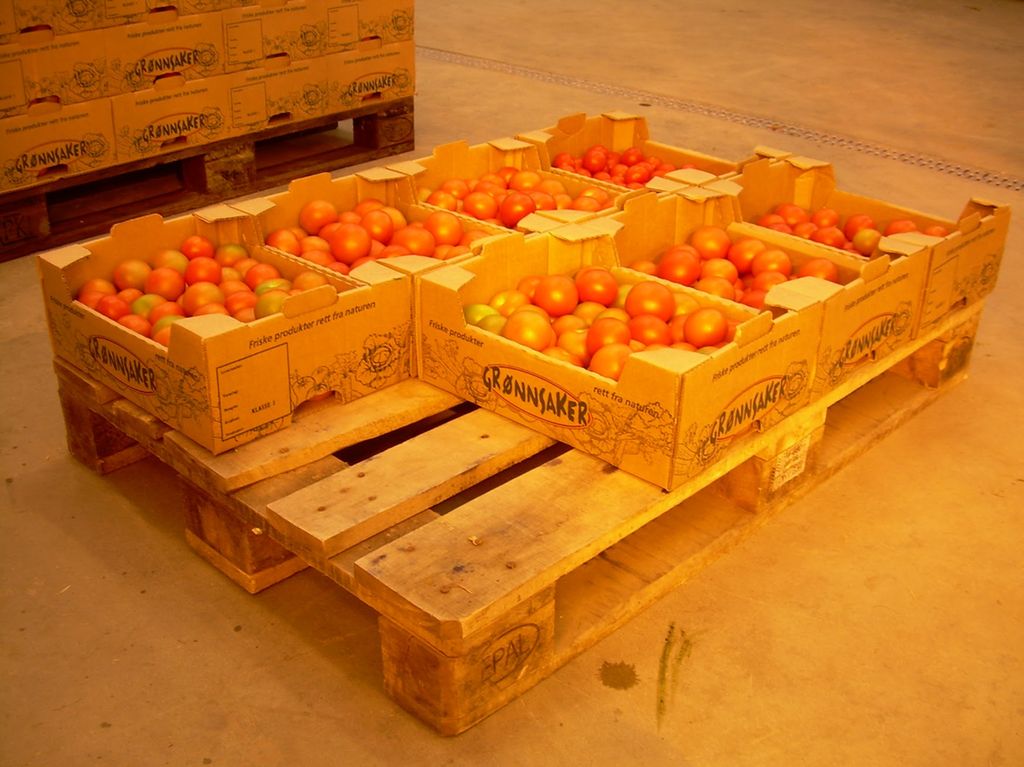 Tomater på paller. Foto.